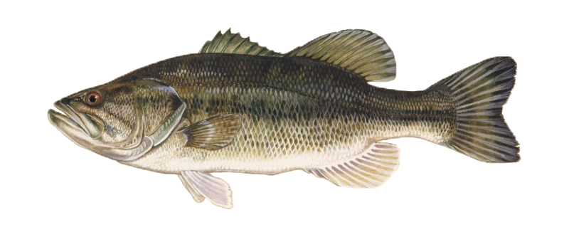 Black-Bass