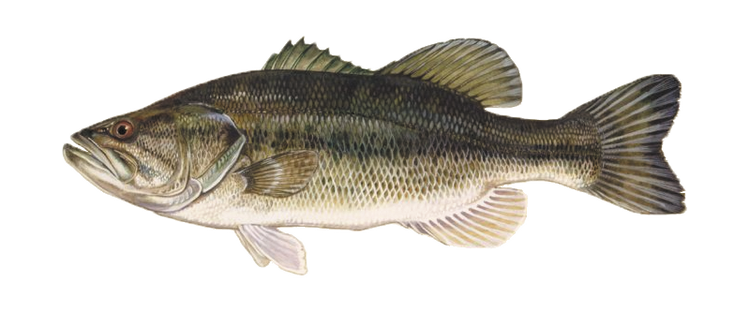 Black-Bass